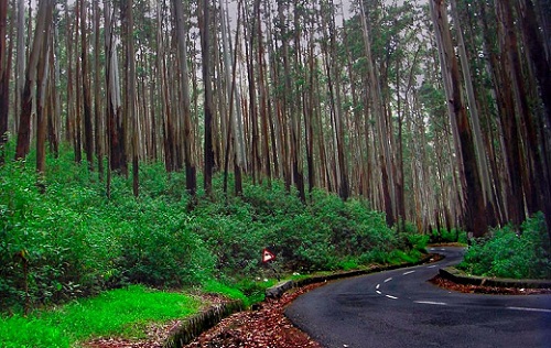 Kodaikanal Hindistan Eylül Ayında Balayı İçin En İyi Yerler