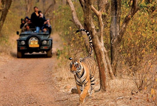 Ranthambore vėsios medaus mėnesio vietos Indijoje rugsėjį