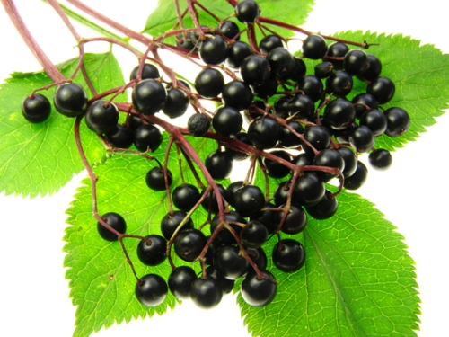 Elderberry