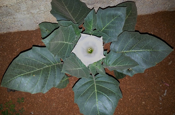 datura1