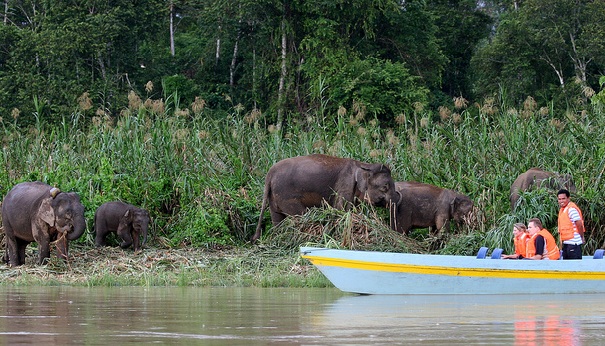 medaus mėnesio vietos Malaizijoje_sabah-upės safaris