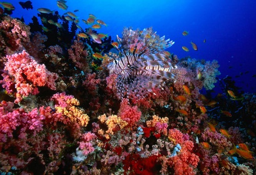 Maldivler'de Balayı Mekanları - HP Reef