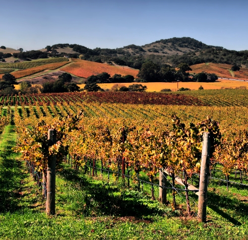 Kalifornijos vynas Sonomos ar Napos slėnio medaus mėnesio vietose Kalifornijoje