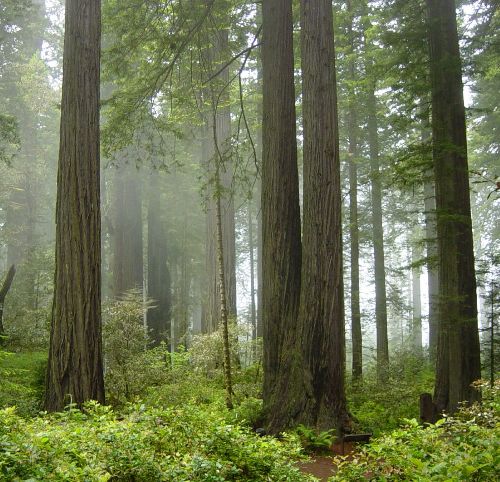 Redwoodo nacionalinis parkas, Crescent City medaus mėnesio vietos Kalifornijoje