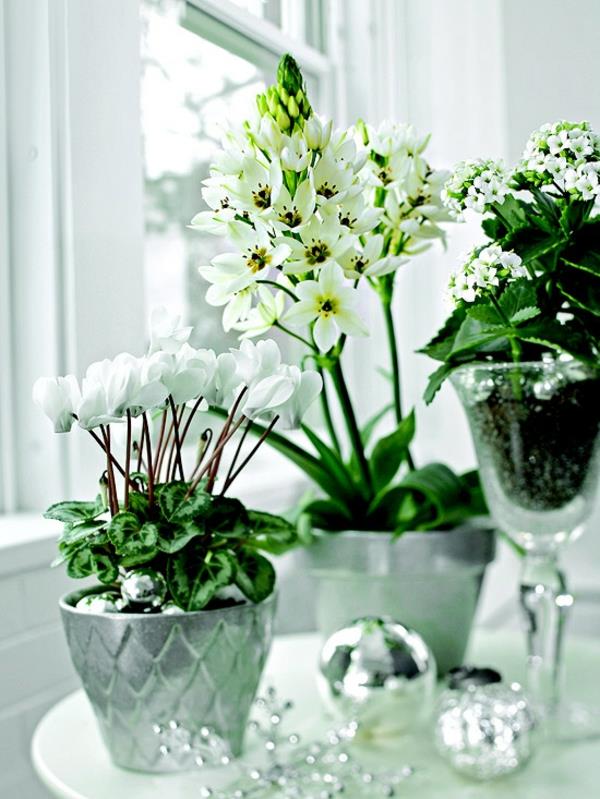 φυτά εσωτερικού χώρου σε γλάστρες που ανθίζουν λευκό φλεγόμενο κυκλάμινο katchen