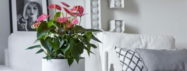 Διατηρήστε το λουλούδι τάσης ανθούριο φλαμίνγκο ως φυτό εσωτερικού χώρου