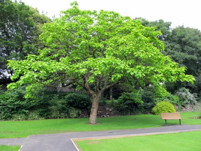 τρομπέτα δέντρο μεγάλο στέμμα πάρκο