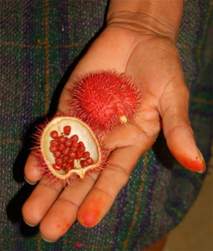 τροπικά φρούτα annatto achote