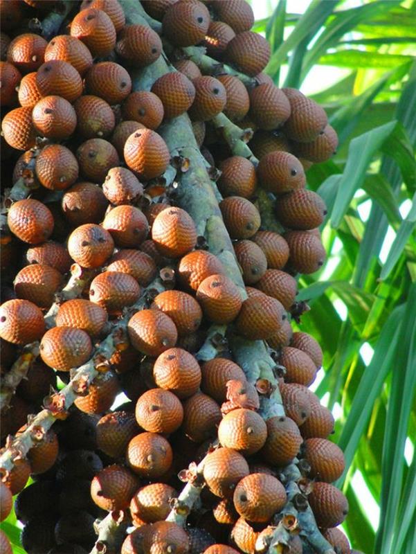 τροπικά φρούτα buriti παξιμάδι laranja καρύδι