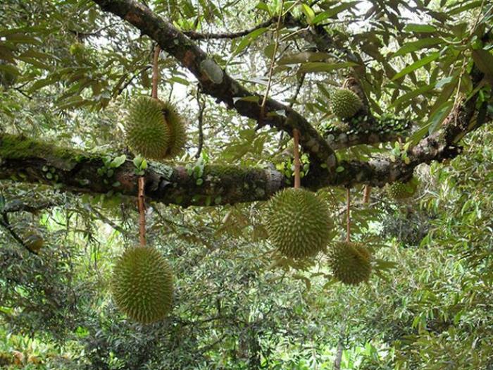 τροπικά φρούτα durian βρώμα φρούτα