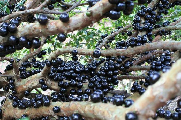 τροπικά φρούτα φρούτα jabuticaba