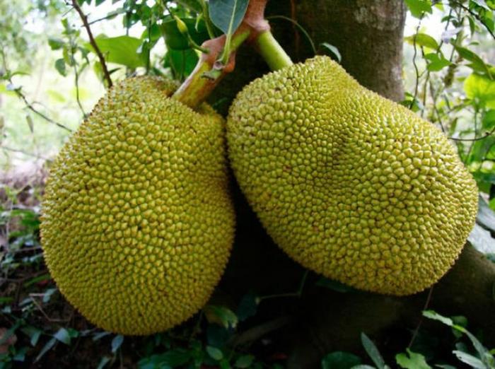 εξωτικά φρούτα jackfruit φρούτα jacob