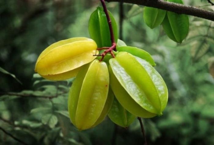 τροπικά φρούτα αστέρι φρούτα carambola