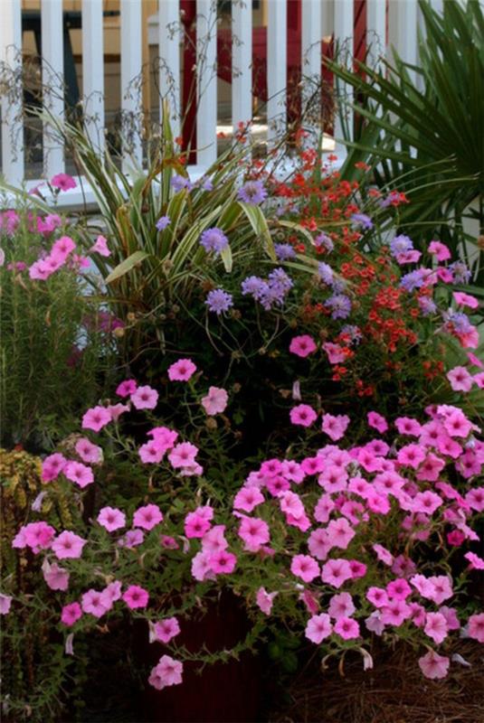 τροπικά φυτά πλούσια ροζ λουλούδια