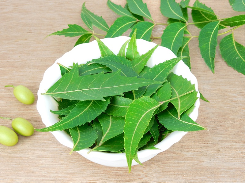 Kepek için Neem Yaprakları