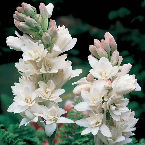 λουλούδια tuberose λευκό ροζ