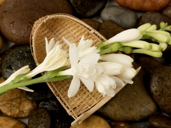 tuberose μάζεψε αρωματικά λουλούδια