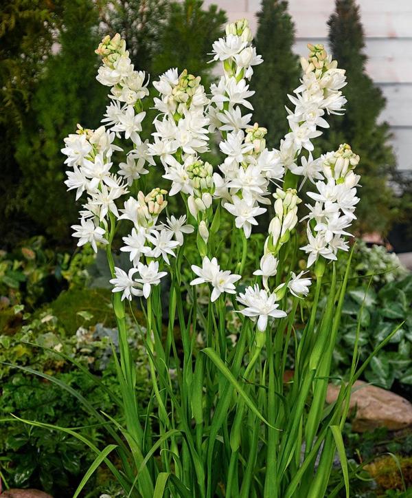 tuberose στον υποτροπικό φυτό του κήπου