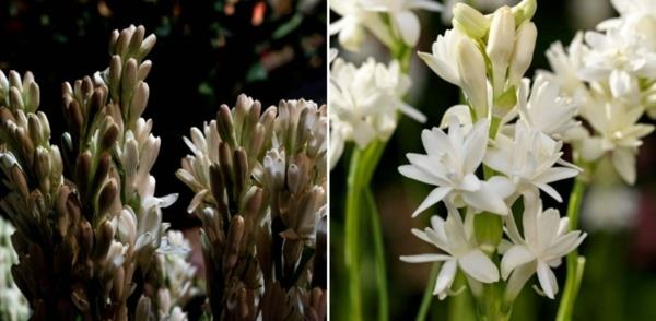 tuberose βασίλισσα της νύχτας