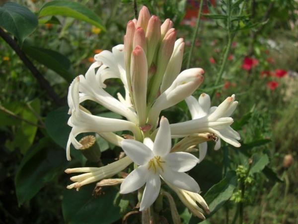 tuberose όμορφα λευκά λουλούδια