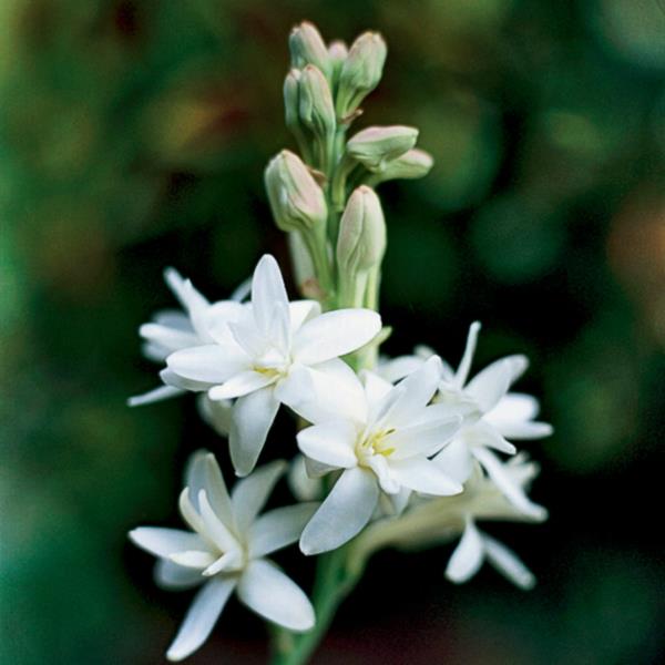 tuberose λευκά λουλούδια