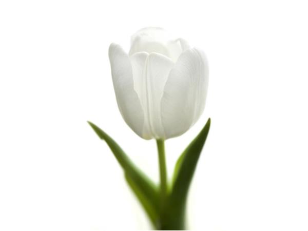 τουλίπα λευκό λουλούδι κήπο φυτό