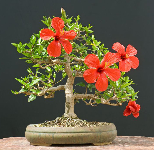Hibiscus Bonsai