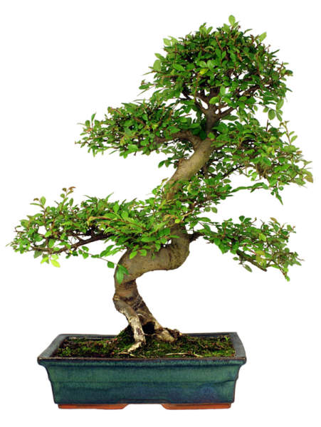 Kinijos guobos bonsai medžio tipas