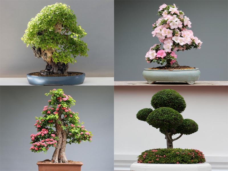 bonsai ağacı türleri