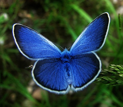 Karner Mavi Kelebek