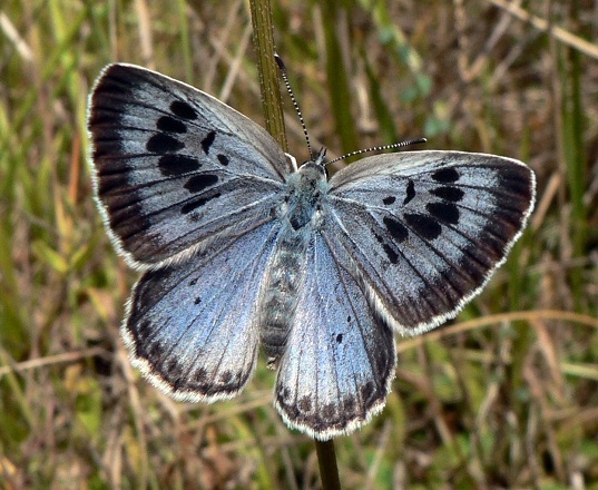 skirtingi drugeliai su pavadinimais