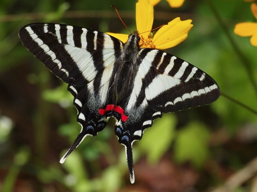 Zebra Kırlangıçkuyruğu