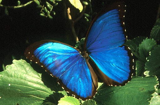 Mavi Morfo Kelebek
