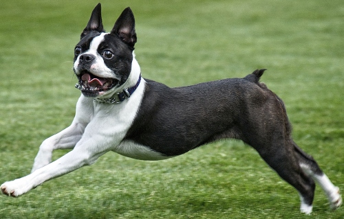 Sevimli köpek türleri