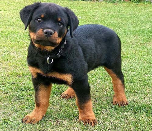 Rottweiler köpeği