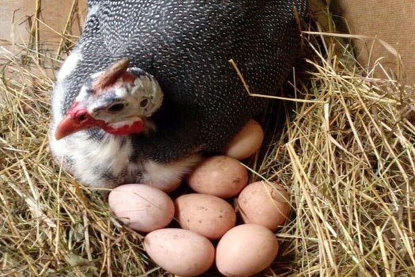 Perlinių vištų kiaušiniai