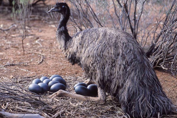 Emu Yumurtaları