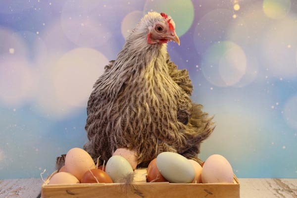 Tavuk yumurtaları