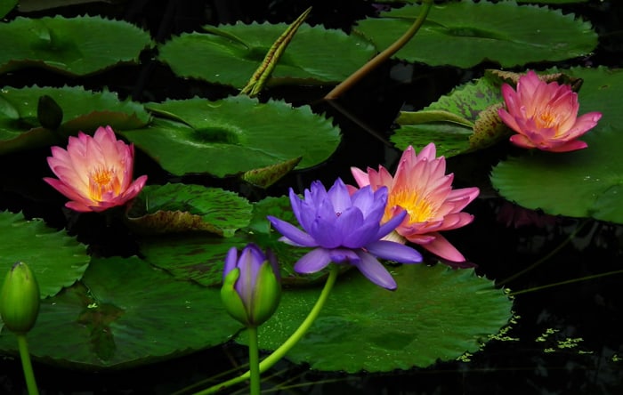 „Lotus“ skirtingos spalvos