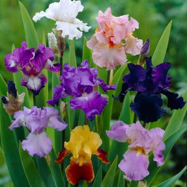 Irisų gėlių spalvos