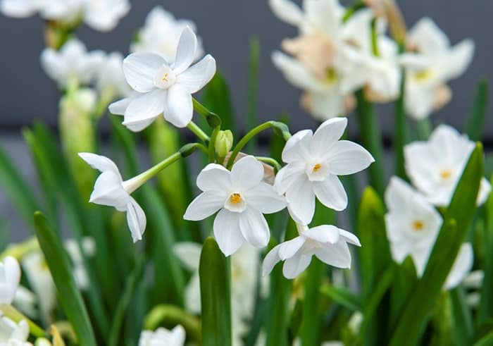 Narcizo gėlių spalvos