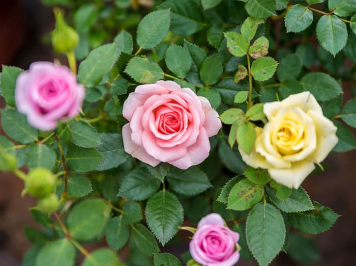 Skirtingos rožių gėlių spalvos