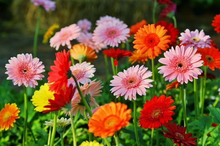 Gerberas skirtingos spalvos