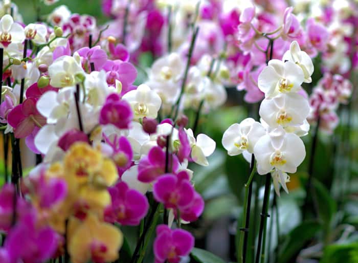 Įvairių spalvų orchidėjos
