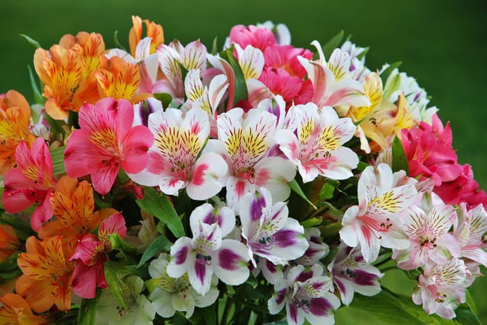 „Alstroemeria“ gėlių spalvos