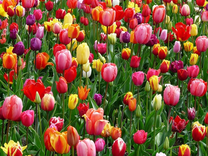 Įvairių spalvų tulpės