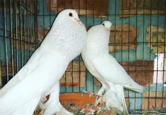 pouter güvercin türleri