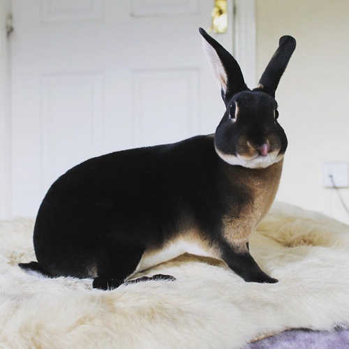 Mini Rex