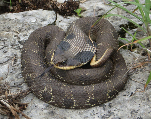 Hognose gyvatė