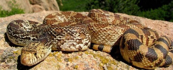 Bullsnake